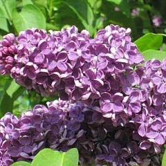 Сирень обыкновенная "Аметист II" (Amethyst II)